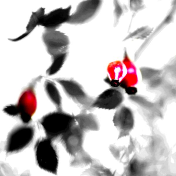 pink canina by fantasina