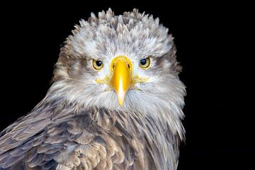 Weißkopfseeadler von Jack Van de Vin