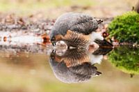 Mirror Image bitte an ....
