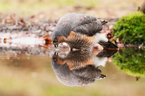 Mirror Image bitte an ....