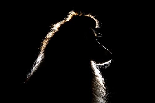 "In Stilte Gevormd" Eine wunderschöne Sheltie-Silhouette