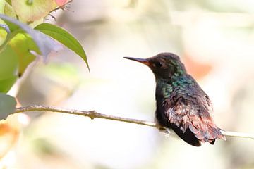 Kolibrie van Bauke Haitsma
