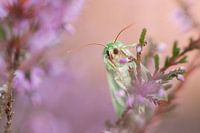 Schmetterling zwischen blühendem Heidekraut