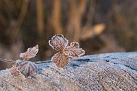 Blad met ijskristallen