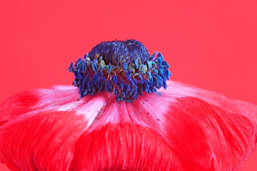 Anemone von Anette Jäger