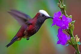 Snow-capped hummingbird (Microchera albocoronata), male