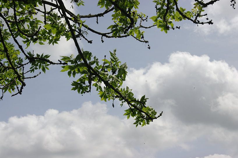 Mooie foto van de natuur. by Brigitte Koster