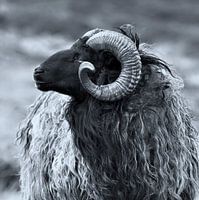 The Horn