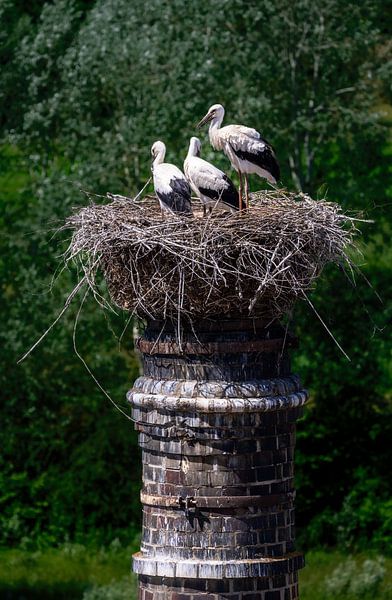 Stork family in their nest on a chimney by ManfredFotos
