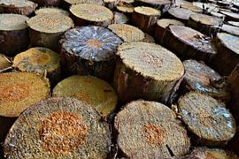 abgesägte Baumstämme am Waldrand von Heiko Kueverling