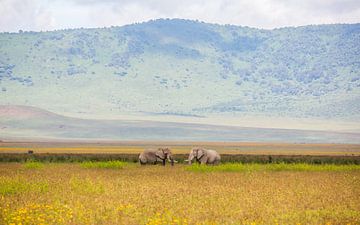 Éléphants dans le cratère du Ngorongoro sur Leon van der Velden