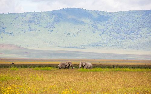 Elefanten im Ngorongoro-Krater von Leon van der Velden