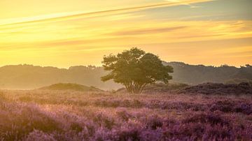 Sonnenaufgang auf der Zuiderheide von Richard Nell