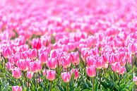 Roze Tulpen in een veld in de lente van Sjoerd van der Wal thumbnail
