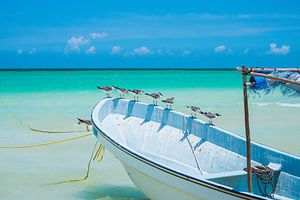 Des mouettes assises sur un bateau blanc avec un ciel bleu à Isla Holbox, au Mexique