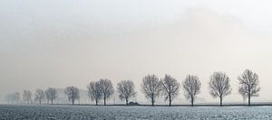Bomen langs de rivier.