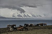 Paarden langs een Fjord