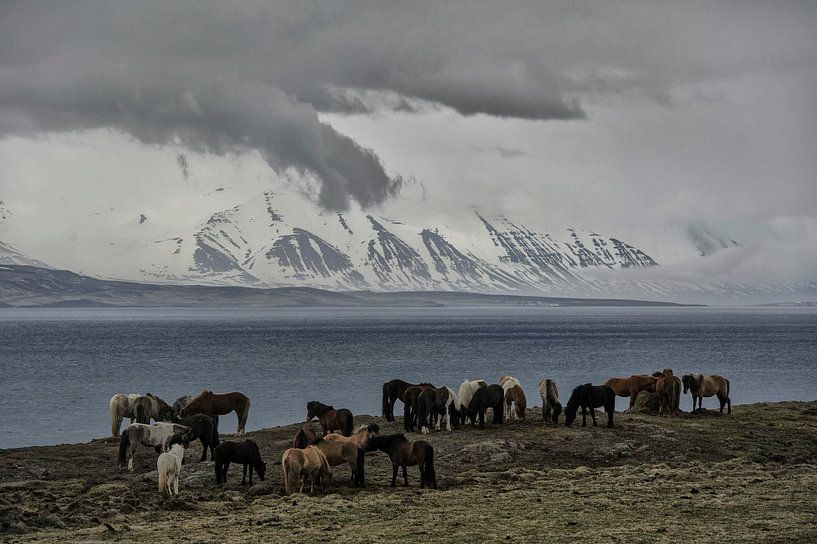 Paarden langs een Fjord van Ruud van der Lubben