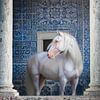 Wit paard in Portugees klooster | blauwe tegeltjes | paardenfotografie van Laura Dijkslag