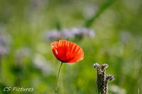 Mohn 