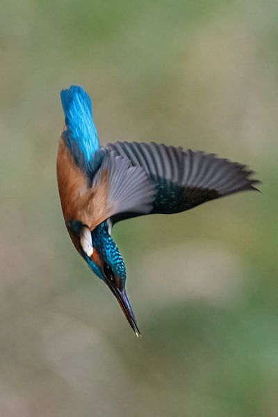 Kingfisher by Wilna Thomas