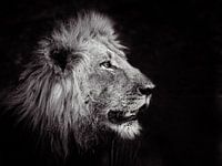 King of the Jungle