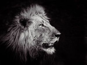 Le roi de la jungle