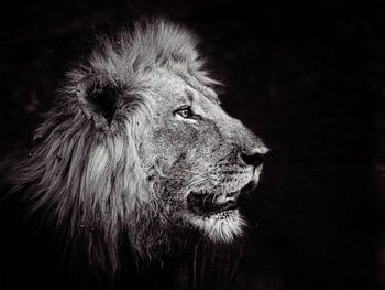 König des Dschungels