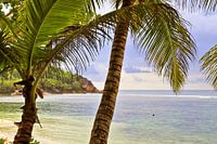 Tropische Palmen am Strand im Paradies auf den Seychellen