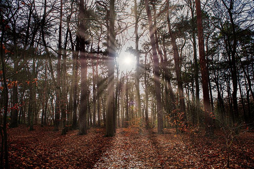 't Groenewoud Swalmen van PhotoCord Fotografie