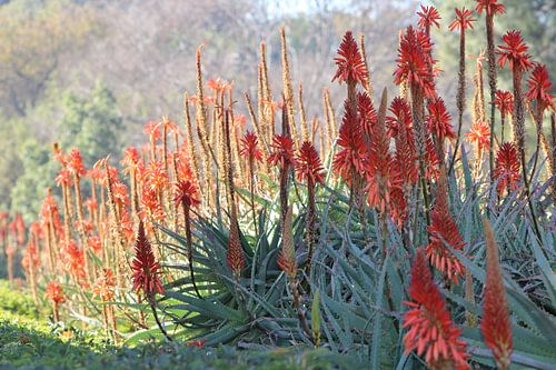 South African flowers 2
