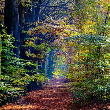 forêt d'automne sur Marieke Funke