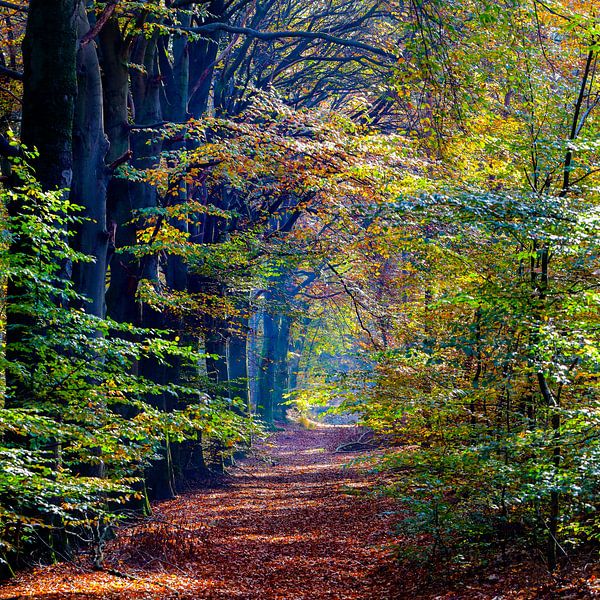 autumn forest by Marieke Funke