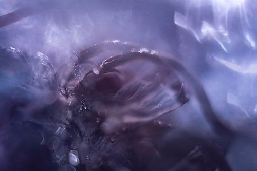 Paarse Bloem | Abstracte Foto | Natuur