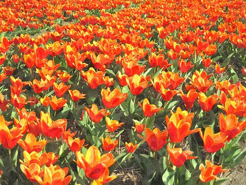 Tulips of Orange