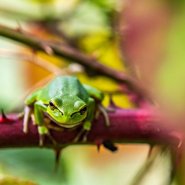 tree frog between the thorns by Guy Lambrechts Photography