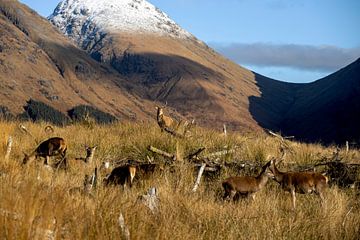 Een familie herten aan het grazen in het oneindige graslandschap van Schotland van Hans de Waay