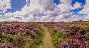 Die Bollekamer - Heide - Texel