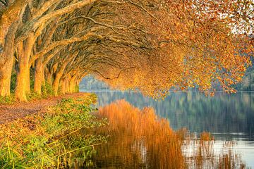 L'automne au lac Baldeneysee dans la Ruhr