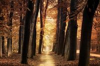 The endless path