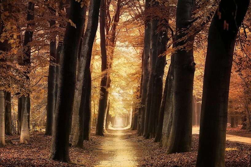 The endless path van Elly Besselink