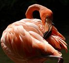 Caribische flamingo van Iwona Sdunek alias ANOWI thumbnail