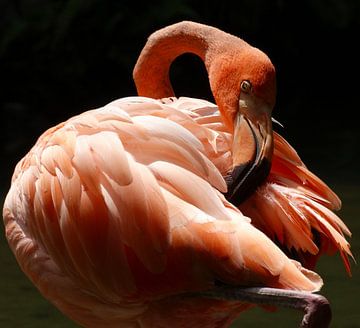 Caribische flamingo van Iwona Sdunek alias ANOWI