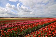 Typisch hollands landschap met tulpen von Frouwkje Fotografie Miniaturansicht