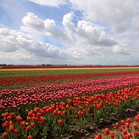 Typisch hollands landschap met tulpen von Frouwkje Fotografie