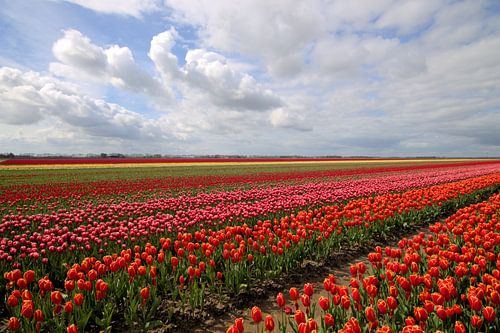Typisch hollands landschap met tulpen