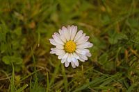 Dandelion in the garden
