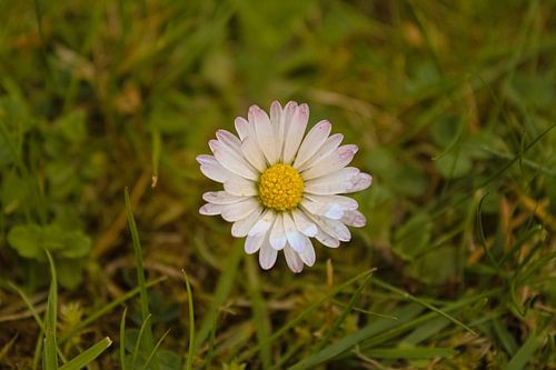 Paardenbloem in de tuin