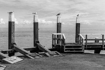 Meeuwen op Havenpalen Oudeschild Texel van Henri Kok