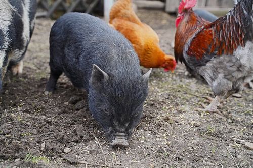 Minivarkens en kippen in de tuin